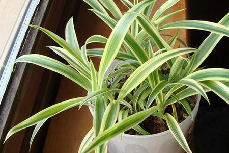 吊兰能放在卧室吗