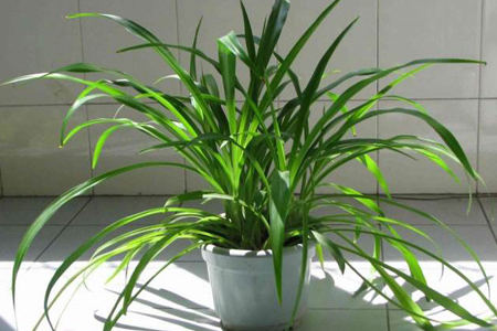 吊兰能放在卧室吗