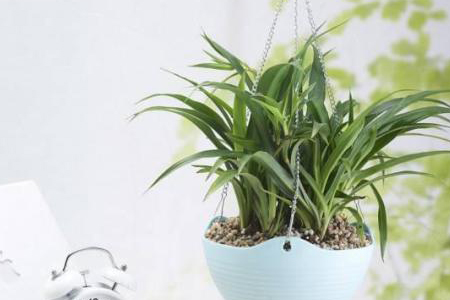吊兰能放在卧室吗