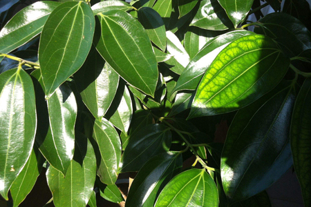 平安树怎么过冬