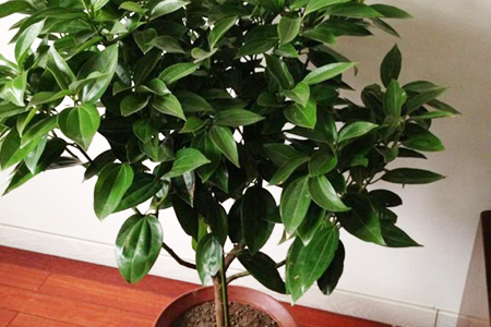 平安树怎么过冬