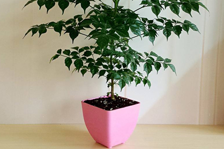 平安树怎么过冬