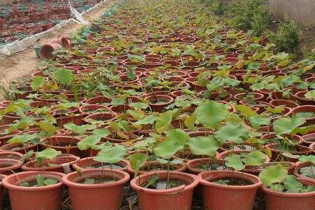 家养荷花为什么不开花