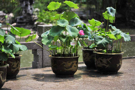 家养荷花为什么不开花