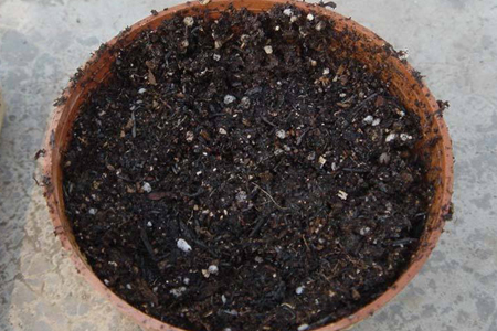 凤尾竹叶子发黄解决办法