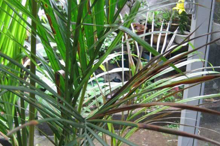 凤尾竹叶子发黄解决办法