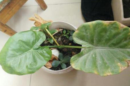 滴水观音叶子发黄解决办法