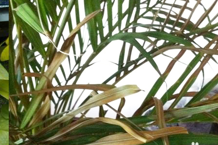 凤尾竹叶子发黄解决办法