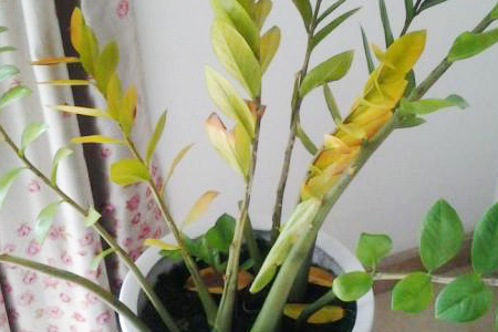 金钱树的养殖办法和注意些什么