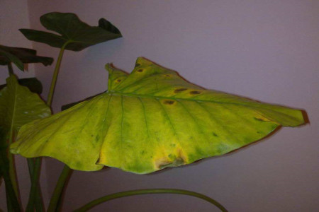 滴水观音叶子发黄解决办法