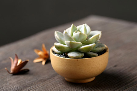 多肉植物怎么换盆