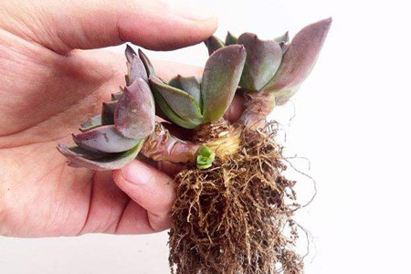 多肉植物怎么换盆