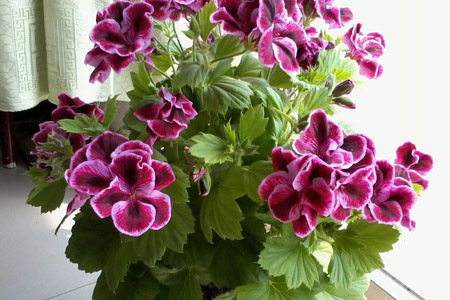 天竺葵怎么过冬