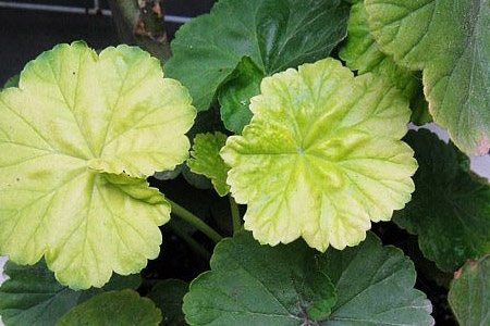 天竺葵怎么过冬