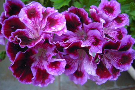 天竺葵怎么过冬