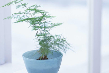 文竹叶子发黄解决办法