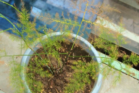 文竹叶子发黄解决办法