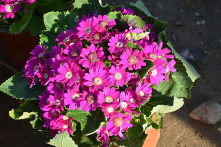 瓜叶菊怎么过冬