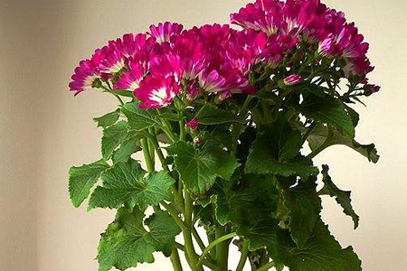 瓜叶菊怎么过冬