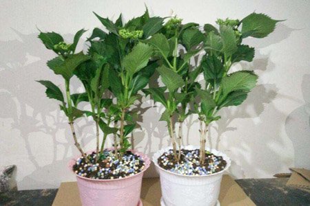 绣球花怎么过冬