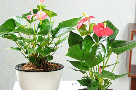 红掌的养殖办法和注意些什么