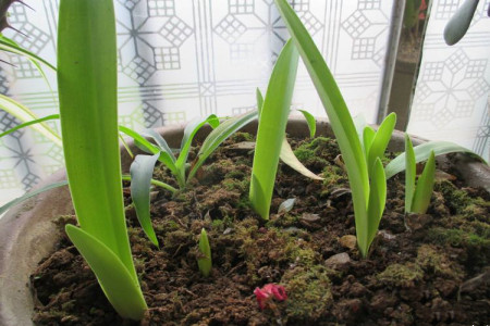 朱顶红用什么肥料