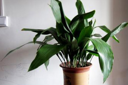 一叶兰种植怎么样选花盆