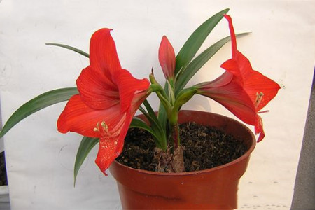 朱顶红用什么肥料