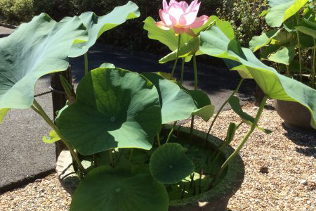 家庭怎么养荷花