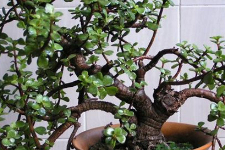 玉树施什么肥料