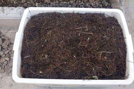 家庭怎么养荷花