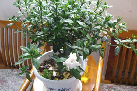 栀子花的养殖办法和注意些什么