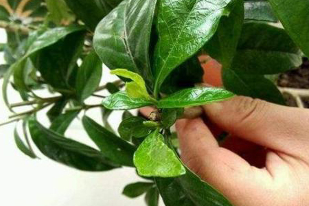 栀子花的养殖办法和注意些什么