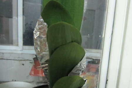 君子兰叶片歪斜解决办法