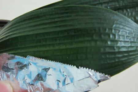 君子兰叶片歪斜解决办法