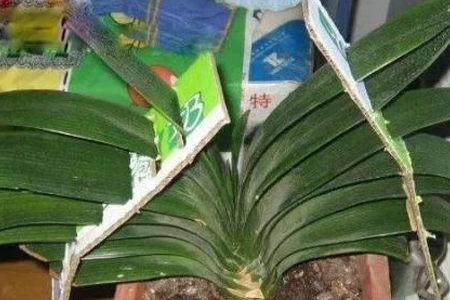 君子兰叶片歪斜解决办法