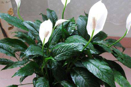 一帆风顺的养殖办法和注意些什么