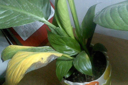 一帆风顺的养殖办法和注意些什么