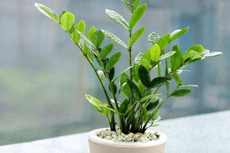 金钱树怎么浇水