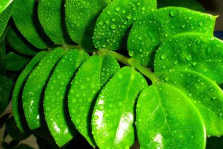 金钱树怎么浇水