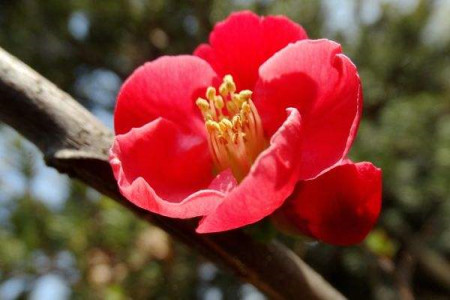 海棠花怎么过冬