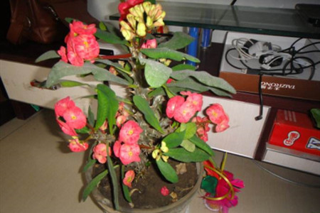 海棠花怎么过冬