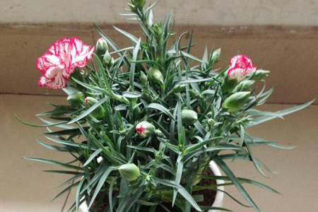 康乃馨怎么过冬