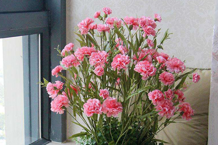 康乃馨怎么过冬