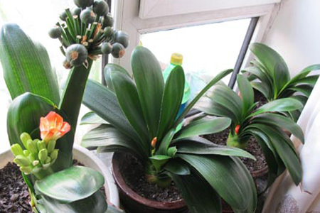 君子兰夹箭解决办法