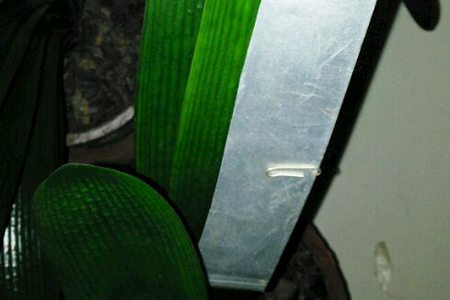 君子兰夹箭解决办法