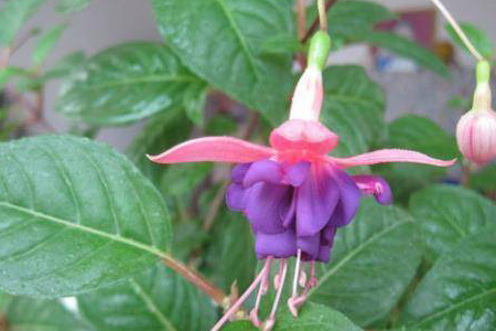 倒挂金钟怎么浇水