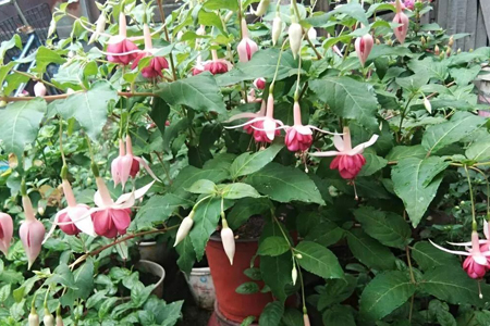 倒挂金钟怎么浇水