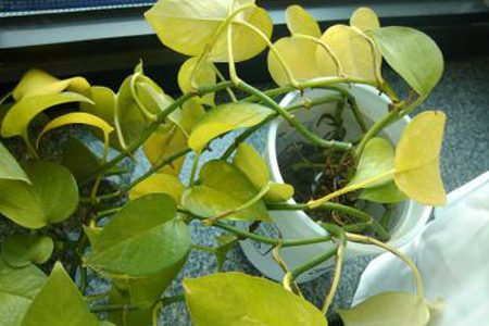绿萝叶子发黄解决办法