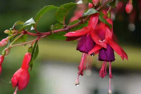 倒挂金钟怎么浇水